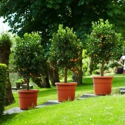 Elho Algarve Cilindro Wheels 40cm - Terracotta